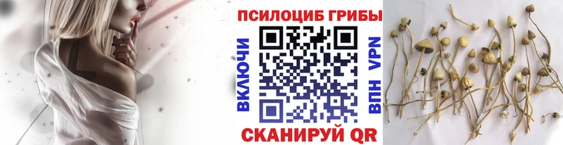 что такое Мещовск Псилоцибиновые грибы Psilocybe